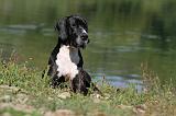 DOGUE ALLEMAND 087
